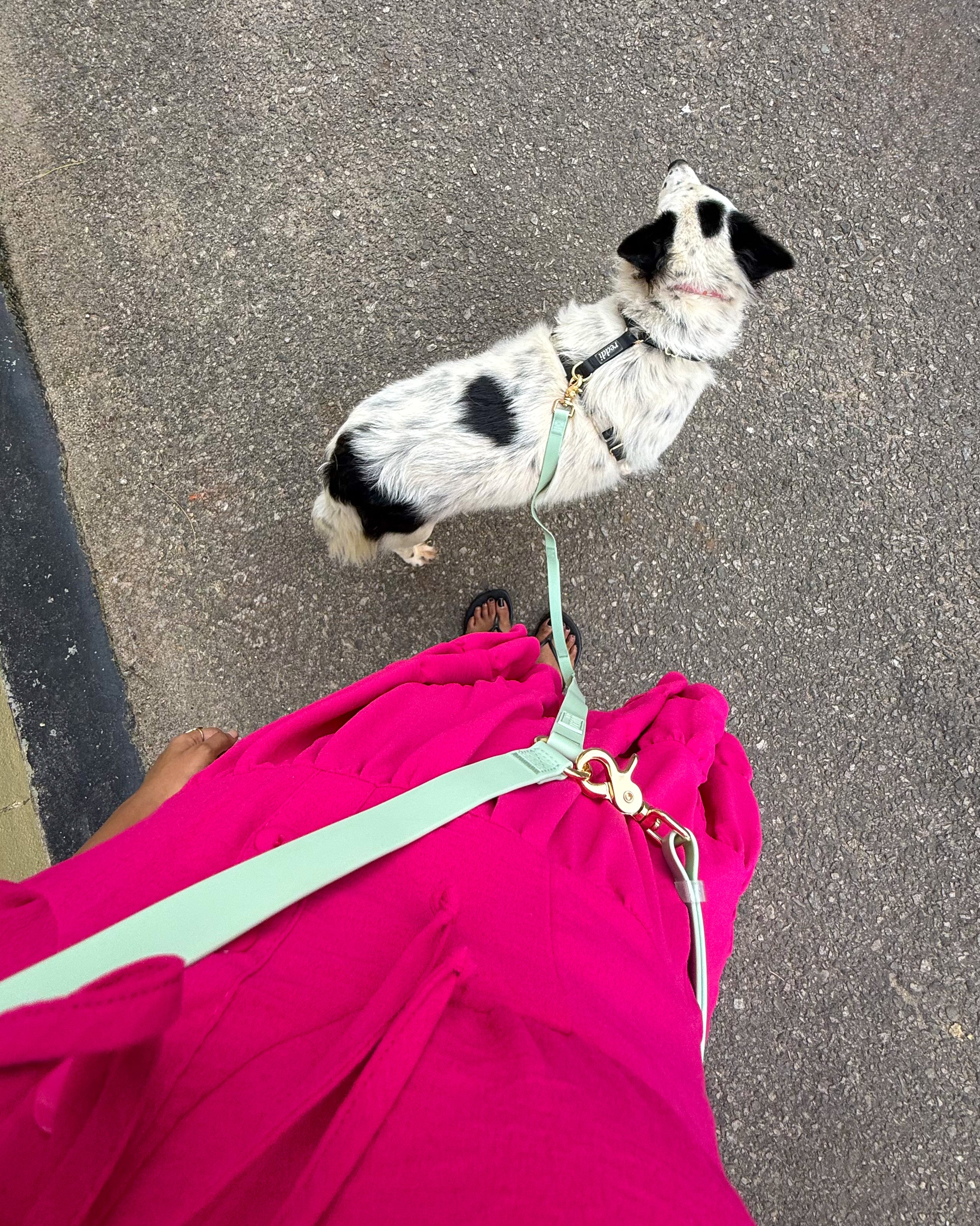 Convertible Hands Free Dog Leash - Mint
